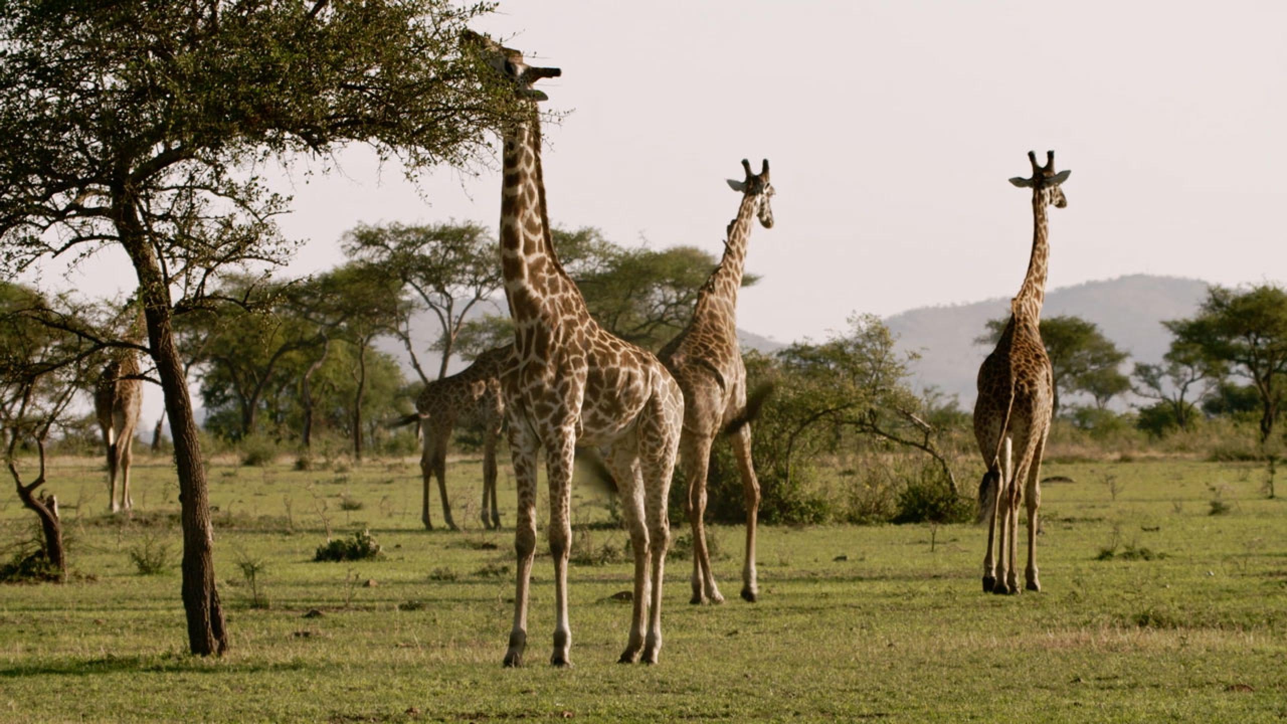 BMZ - Biodiversität in Tansania